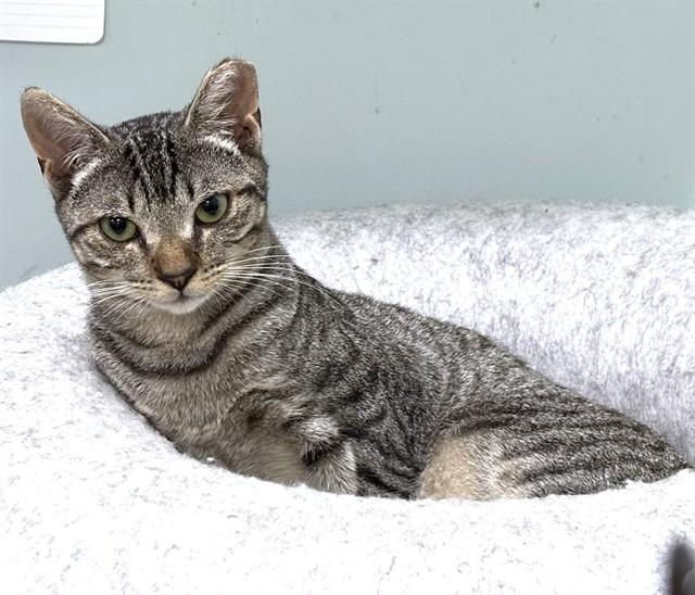 FLUX, Adoptable, Young Male Domestic Short Hair.