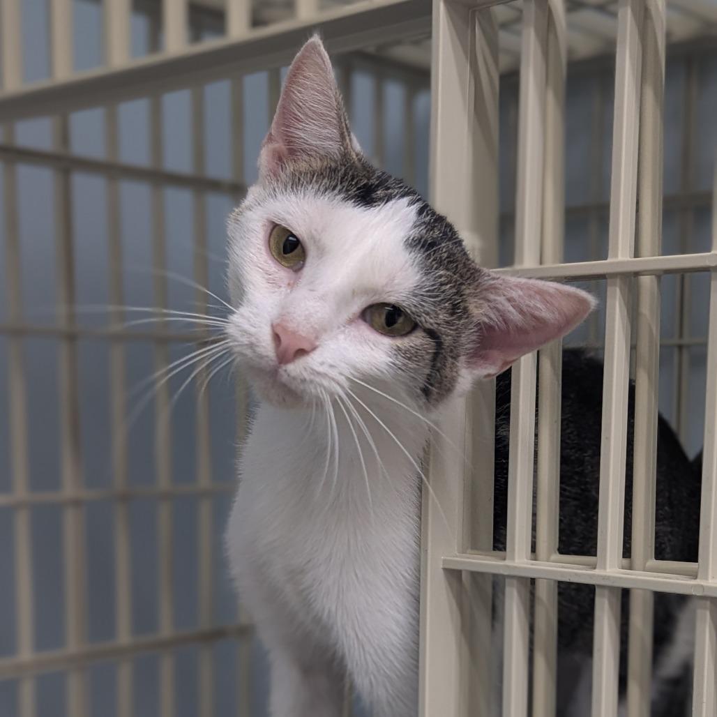 Enlarge Lana, a Adoptable Domestic Short Hair in Valdosta , GA image 1/2