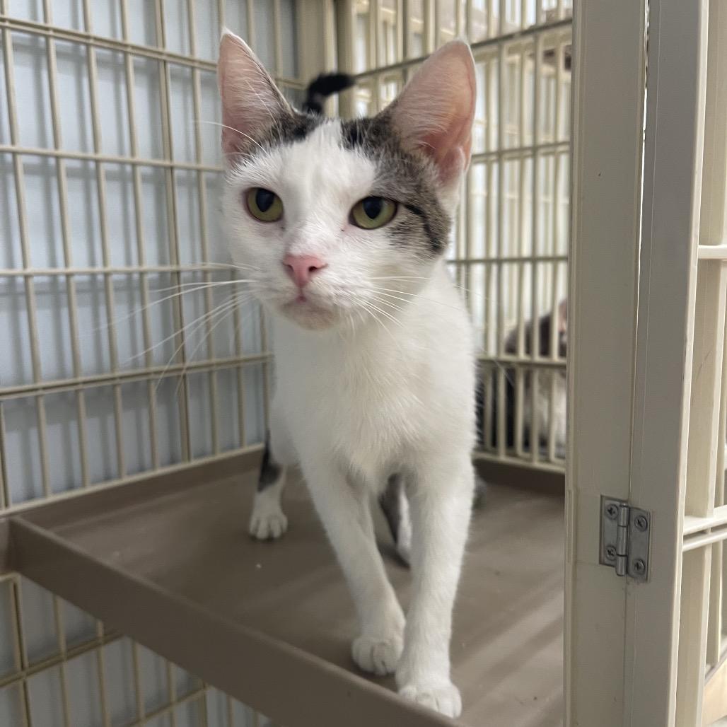 Enlarge Lana, a Adoptable Domestic Short Hair in Valdosta , GA image 2/2
