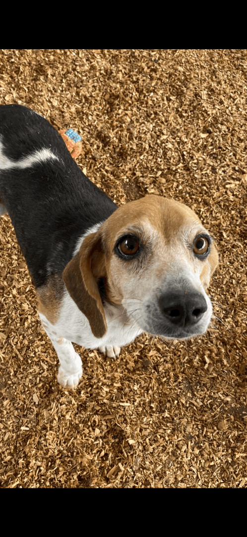 Kiwi, Adopted, Adult Female Beagle.