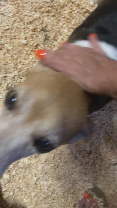 Enlarge Kiwi, a Adopted Beagle in Calera, AL video 3/4