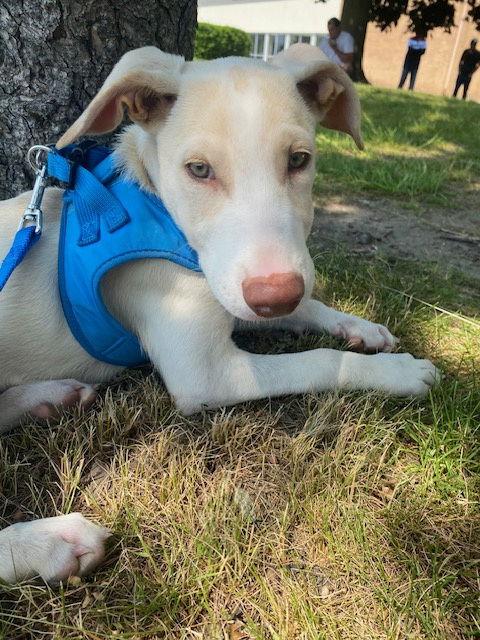 Ty 4278, Adopted, Puppy Male Labrador Retriever.