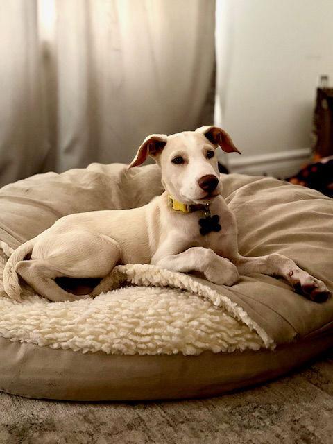 Enlarge Ty 4278, a Adopted Labrador Retriever in Pickering, ON image 2/3