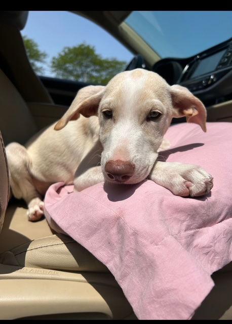 Enlarge Ty 4278, a Adopted Labrador Retriever in Pickering, ON image 3/3