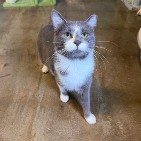 Finch, Adoptable, Young Female Domestic Short Hair.