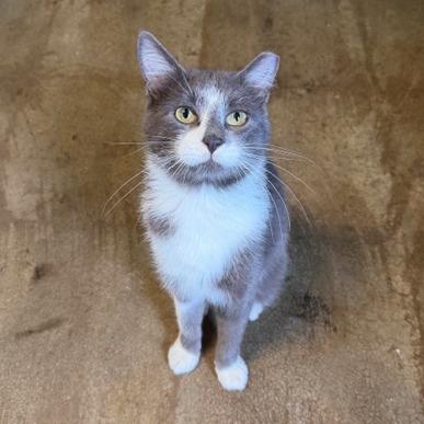 Enlarge Finch, a Adoptable Domestic Short Hair in Edwardsville, IL image 2/6