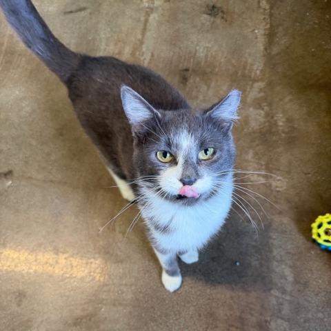 Enlarge Finch, a Adoptable Domestic Short Hair in Edwardsville, IL image 3/6