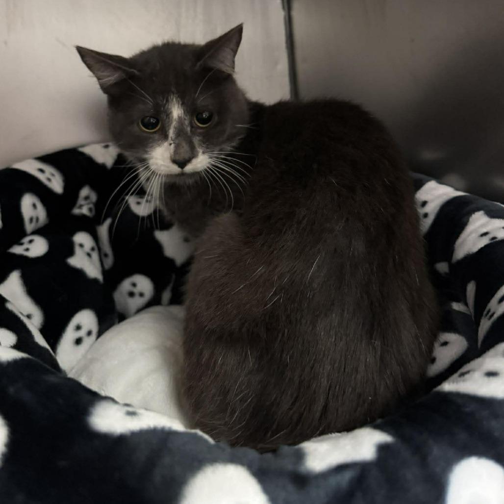 Enlarge Finch, a Adoptable Domestic Short Hair in Edwardsville, IL image 4/6