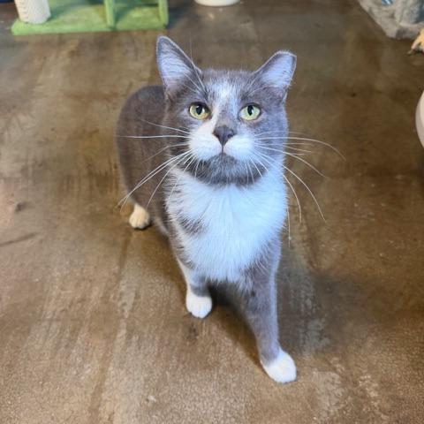 Enlarge Finch, a Adoptable Domestic Short Hair in Edwardsville, IL image 5/6
