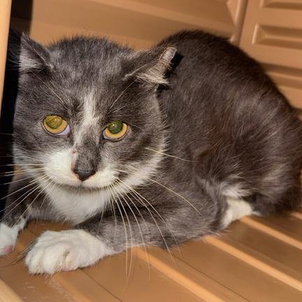 Enlarge Finch, a Adoptable Domestic Short Hair in Edwardsville, IL image 6/6
