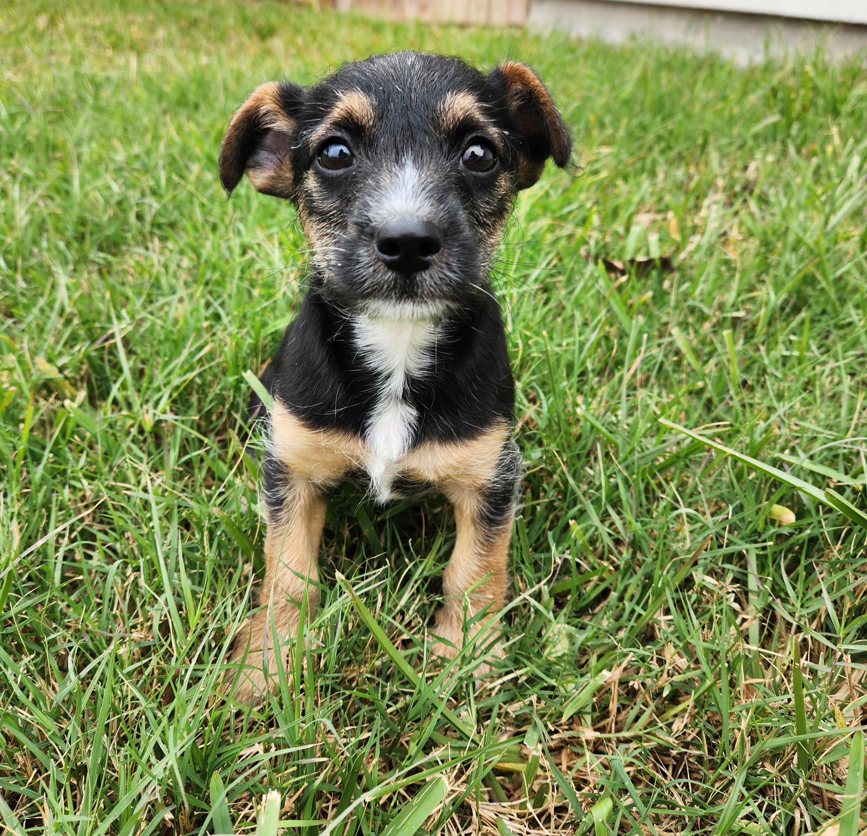 James, a Adoptable mixed breed in Scarsdale, NY image 1/2