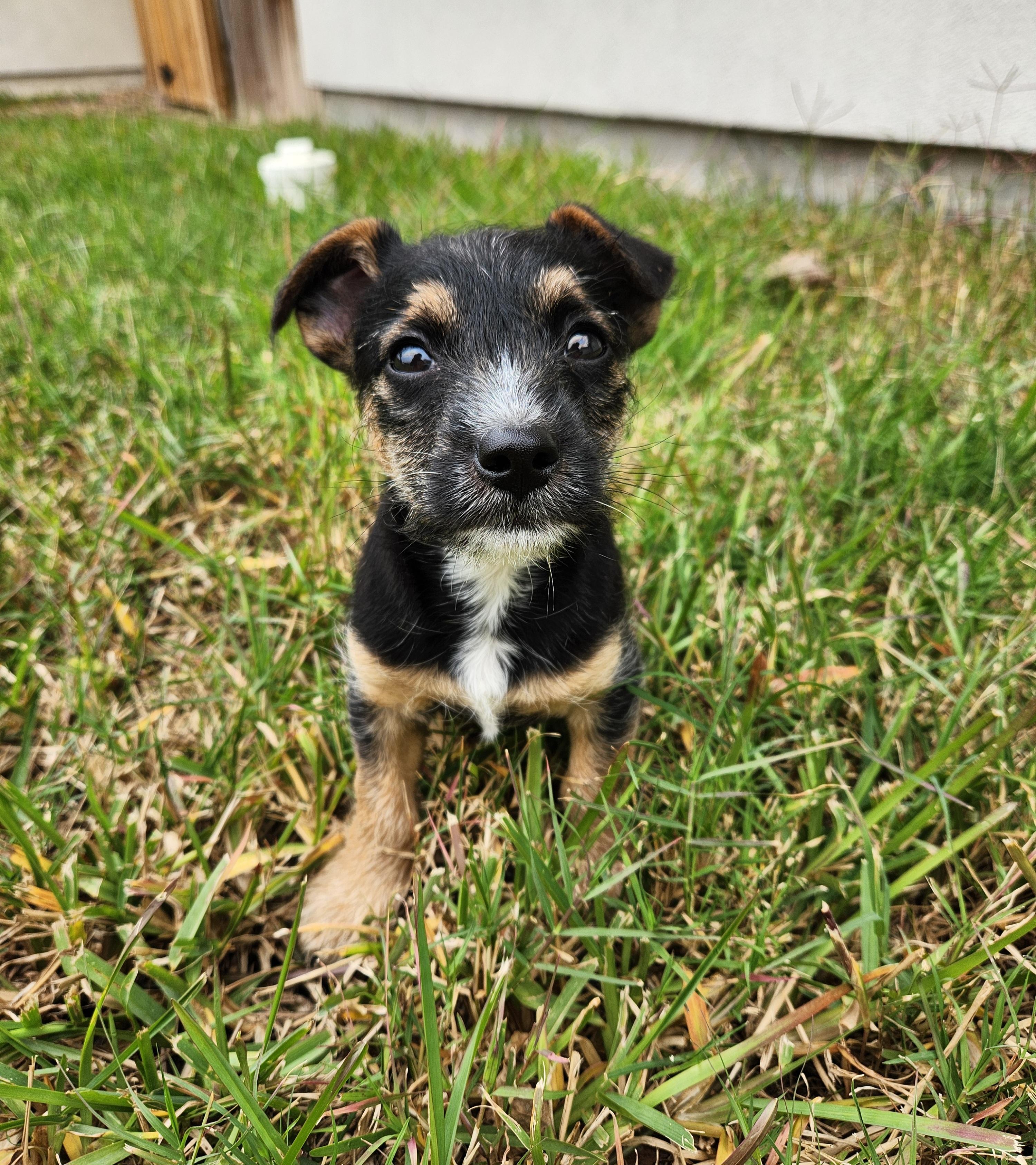 James, a Adoptable mixed breed in Scarsdale, NY image 2/2