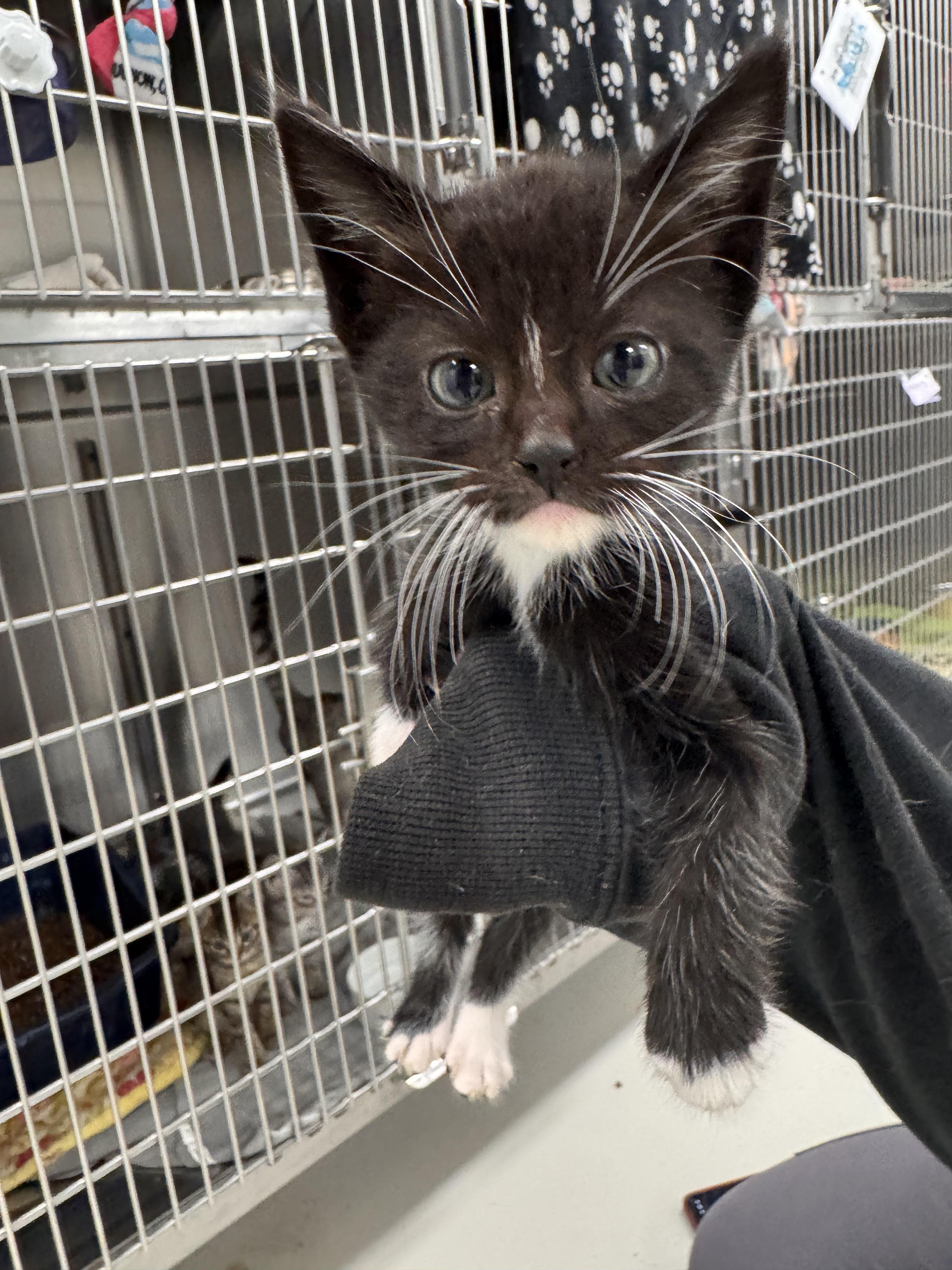 Tommy, Adoptable, Kitten Male Domestic Short Hair.