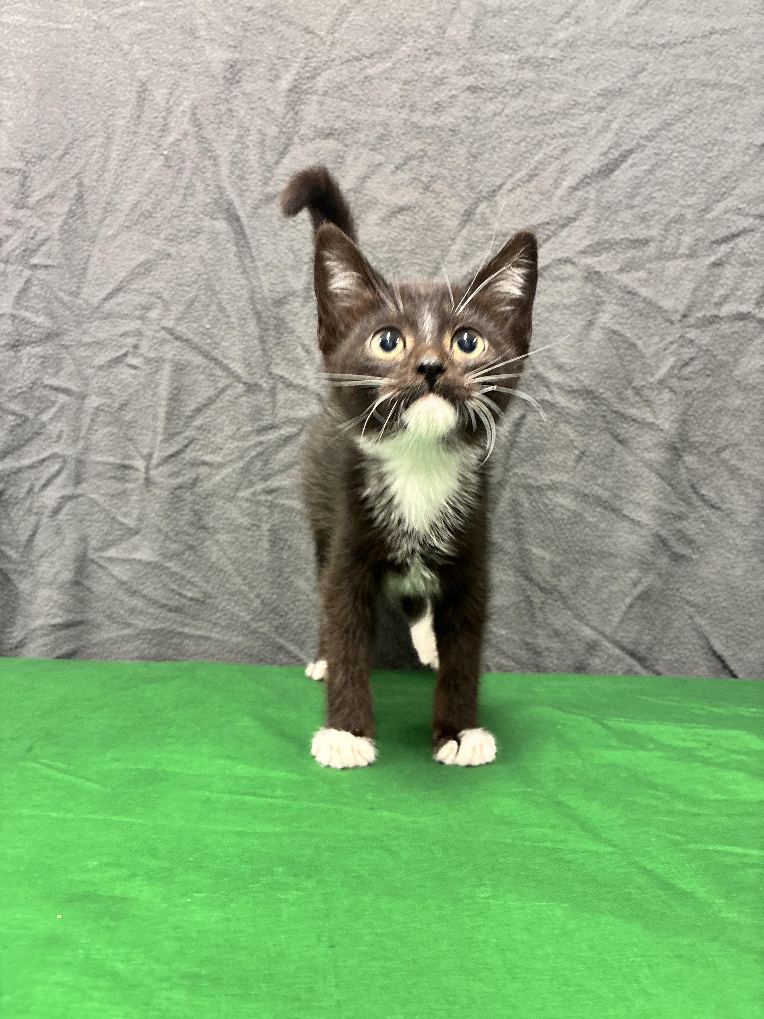 Enlarge Tommy, a Adoptable mixed breed in Chico, CA image 2/2