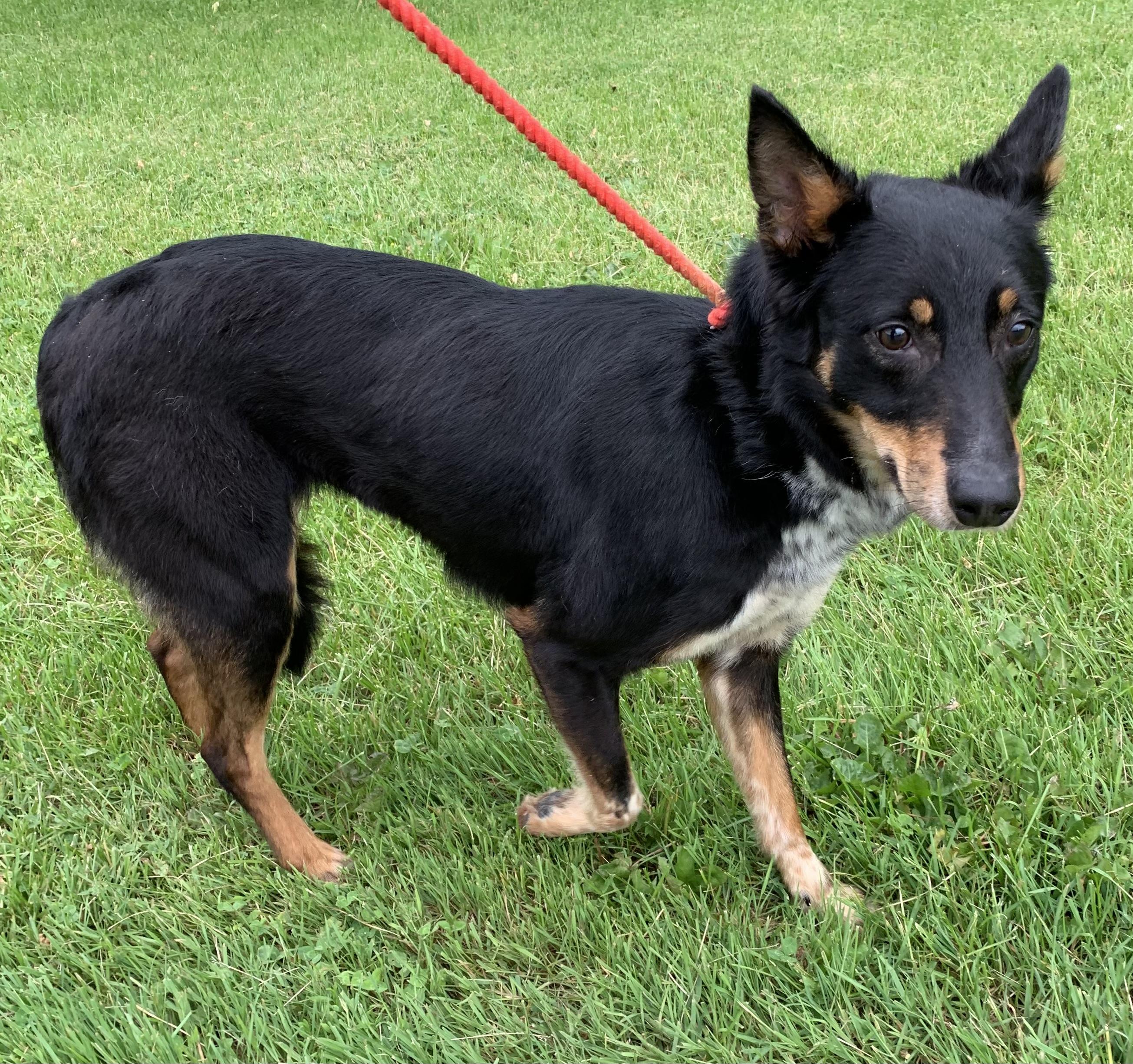 Molly, a ADOPTABLE mixed breed in Massena, NY image 1/3