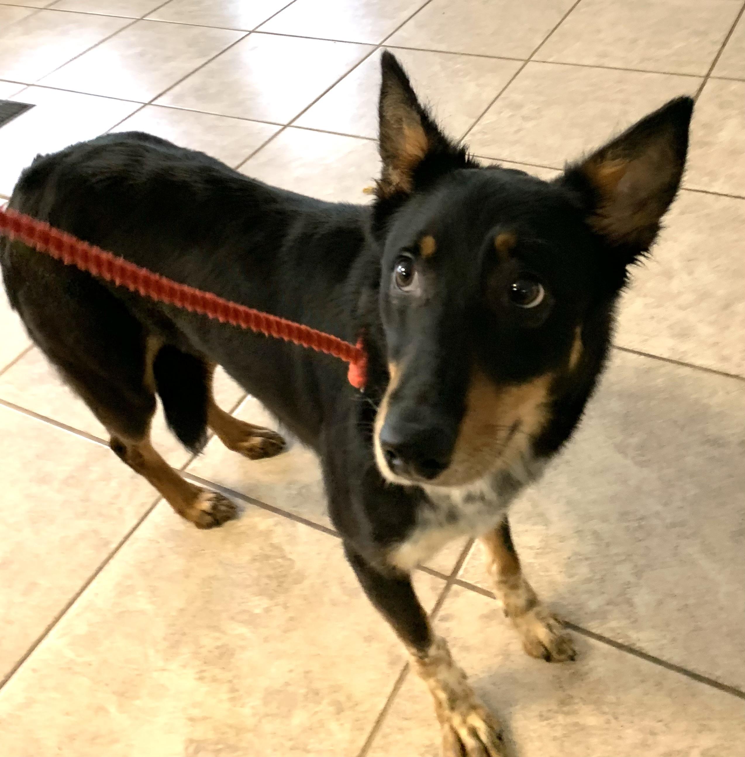 Molly, a ADOPTABLE mixed breed in Massena, NY image 3/3
