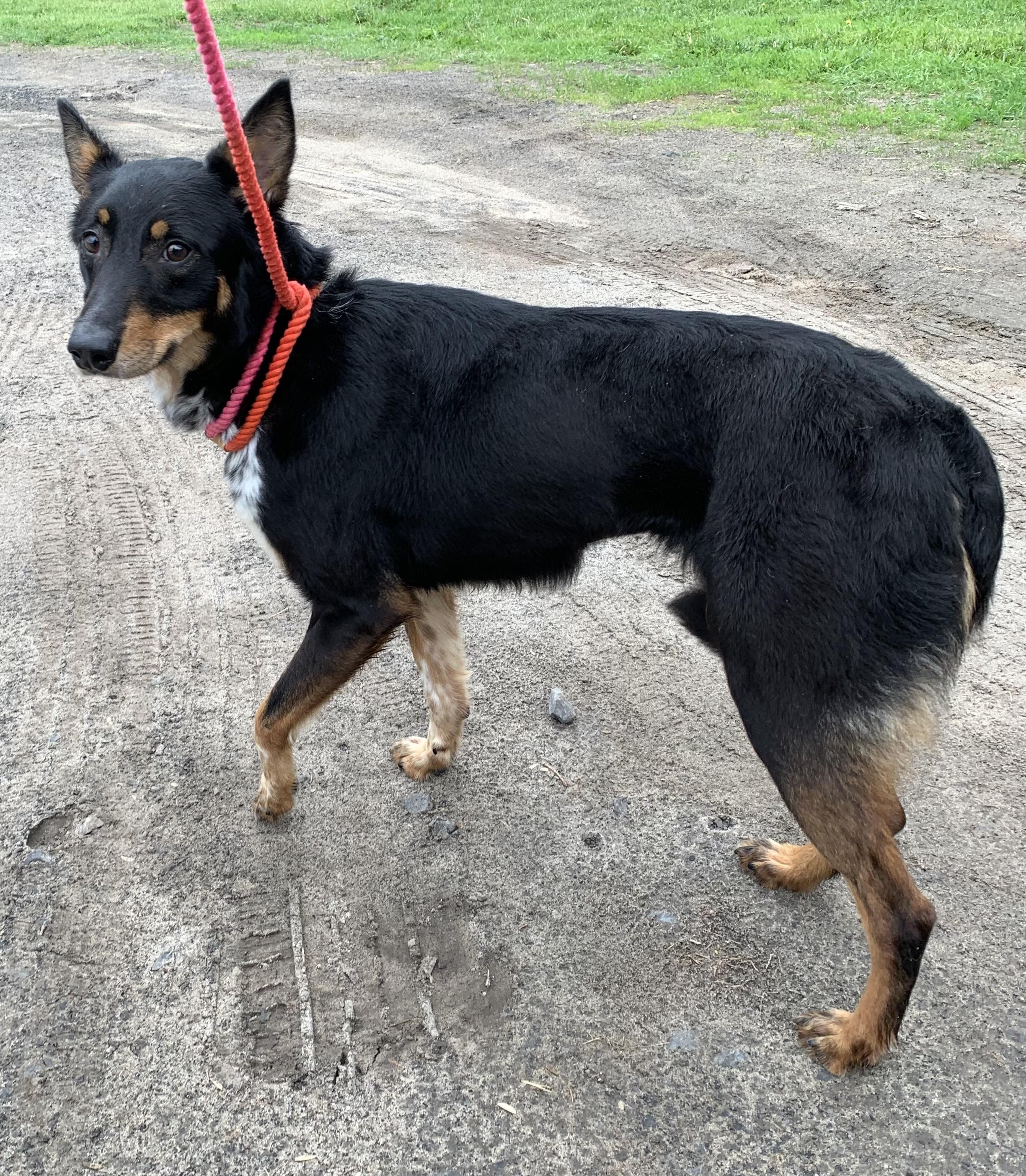 Molly, a ADOPTABLE mixed breed in Massena, NY image 2/3