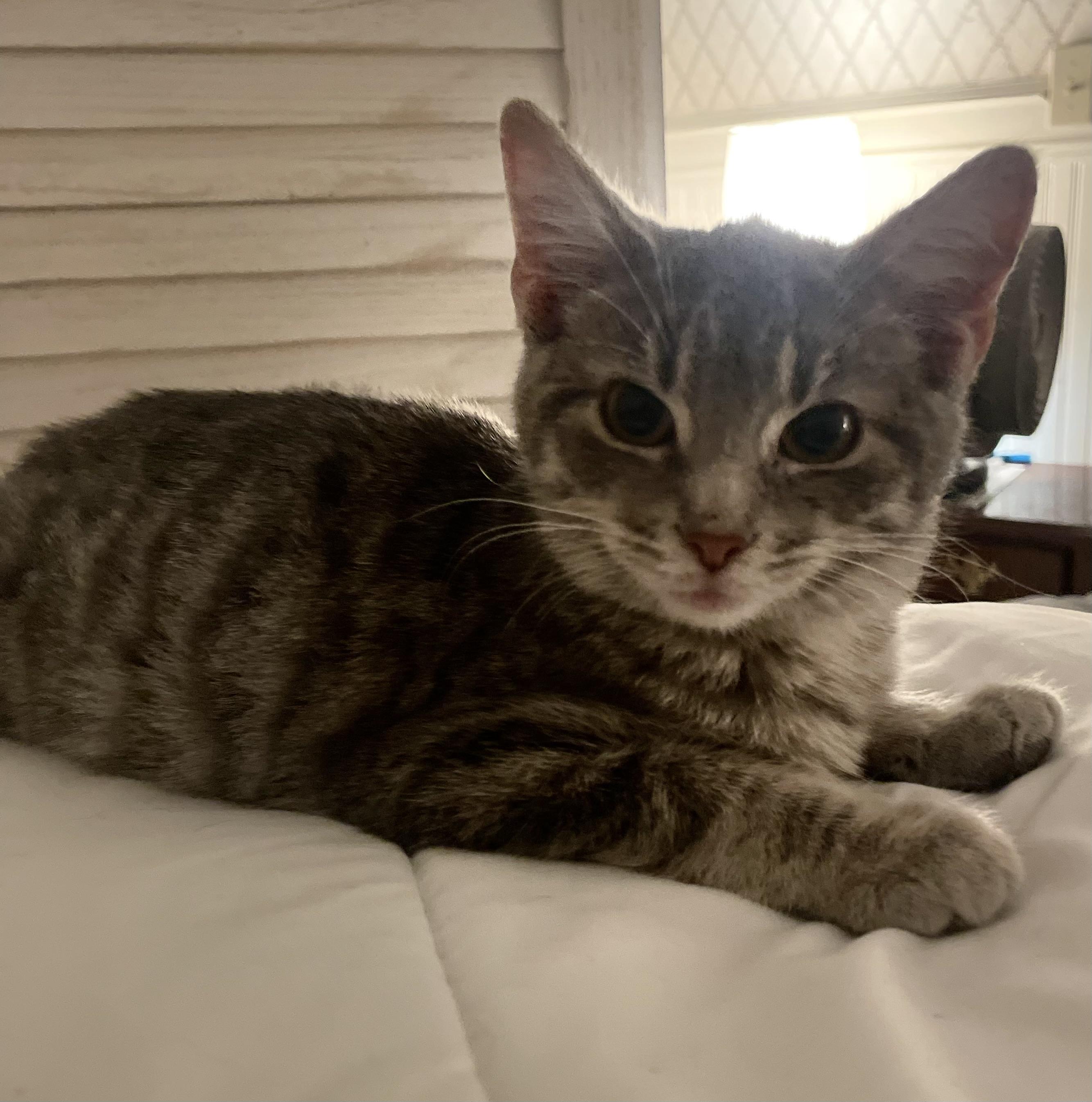 Yolo, ADOPTABLE, Young Female American Shorthair.