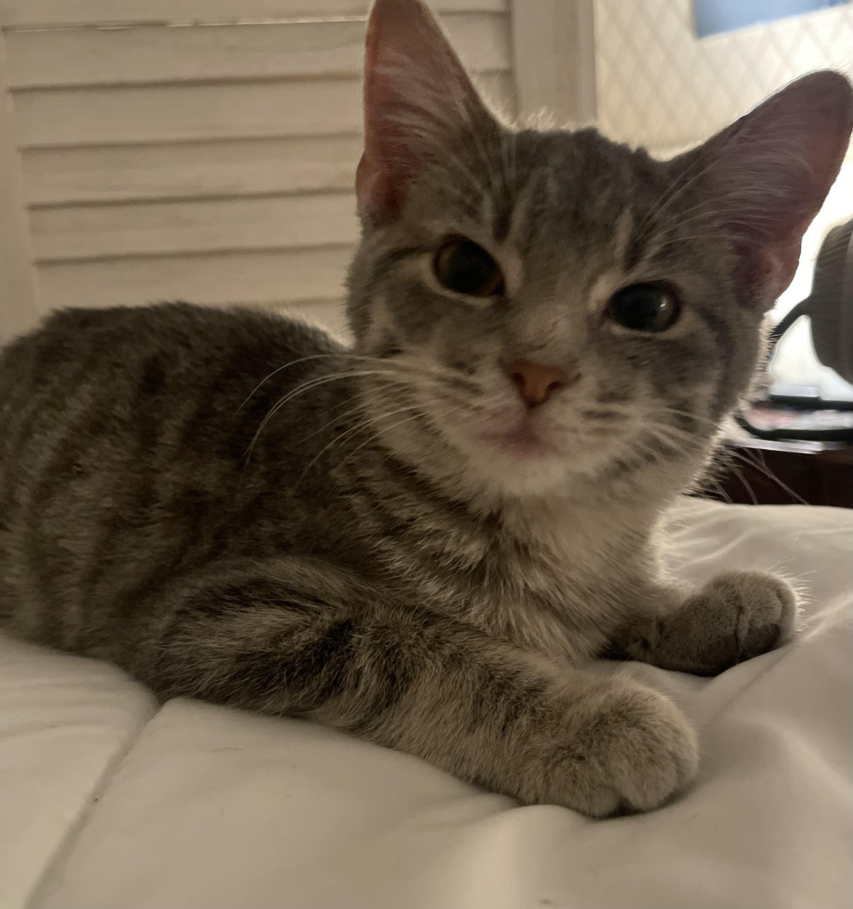 Yolo, a ADOPTABLE American Shorthair in Waveland, IN image 3/3