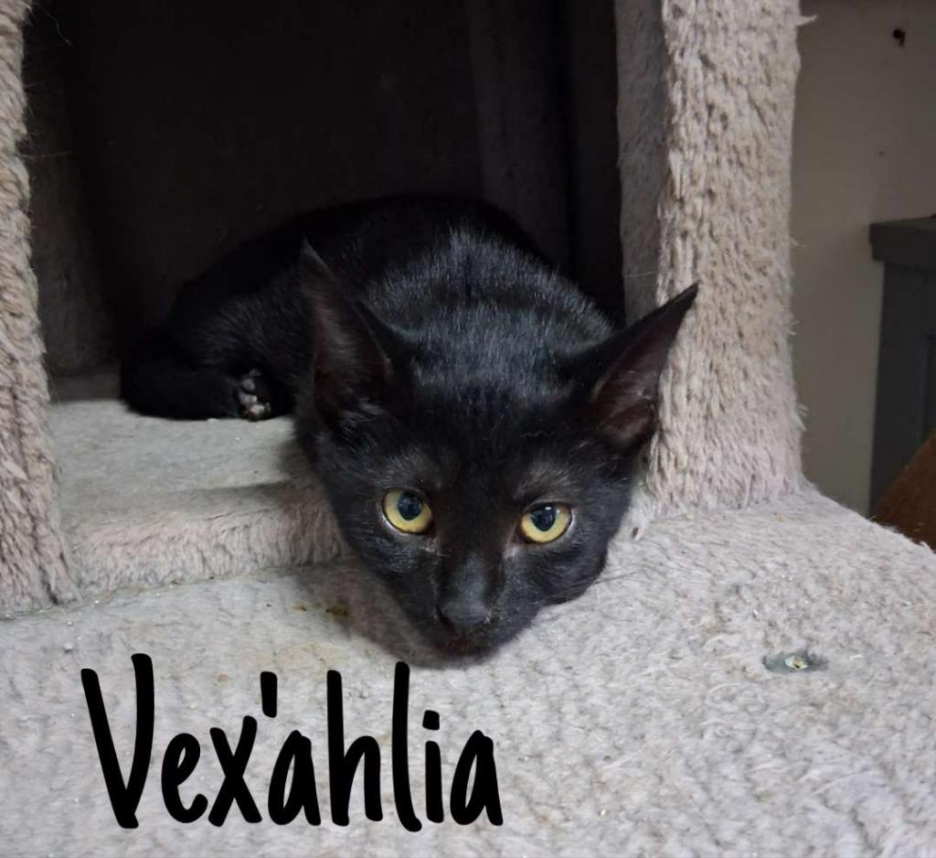 Enlarge Vex'ahlia, a Adoptable Domestic Short Hair in Hillsboro, OH image 1/4