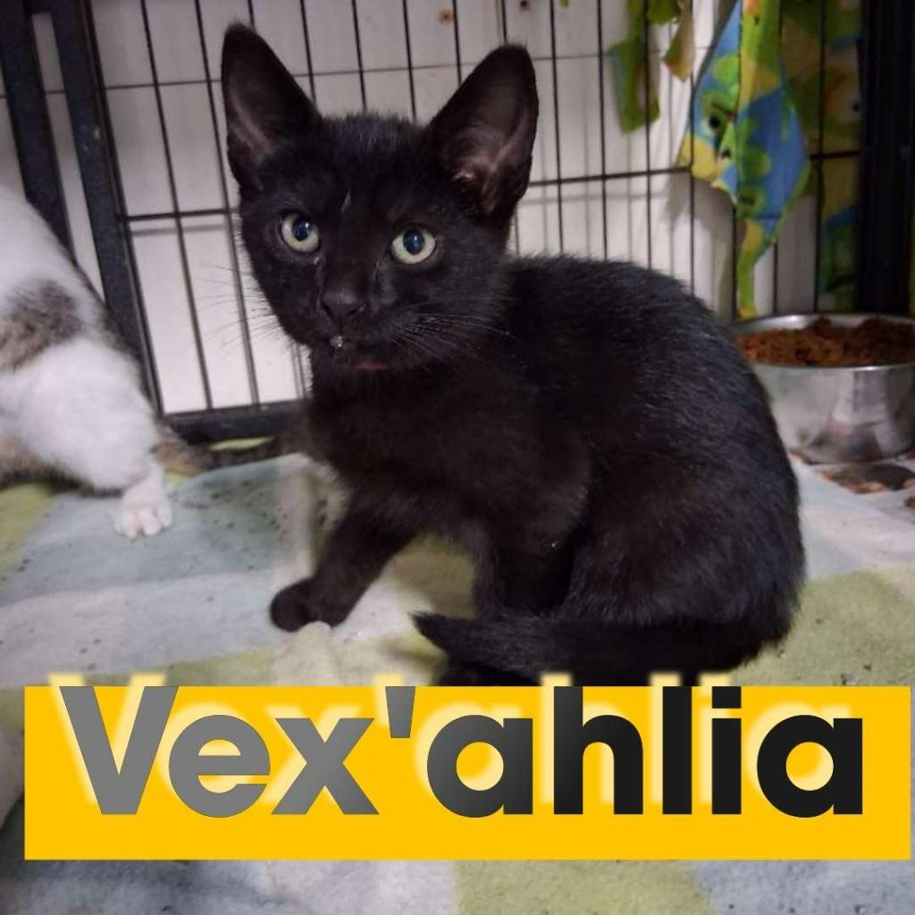 Vex'ahlia, a Adoptable Domestic Short Hair in Hillsboro, OH image 1/2