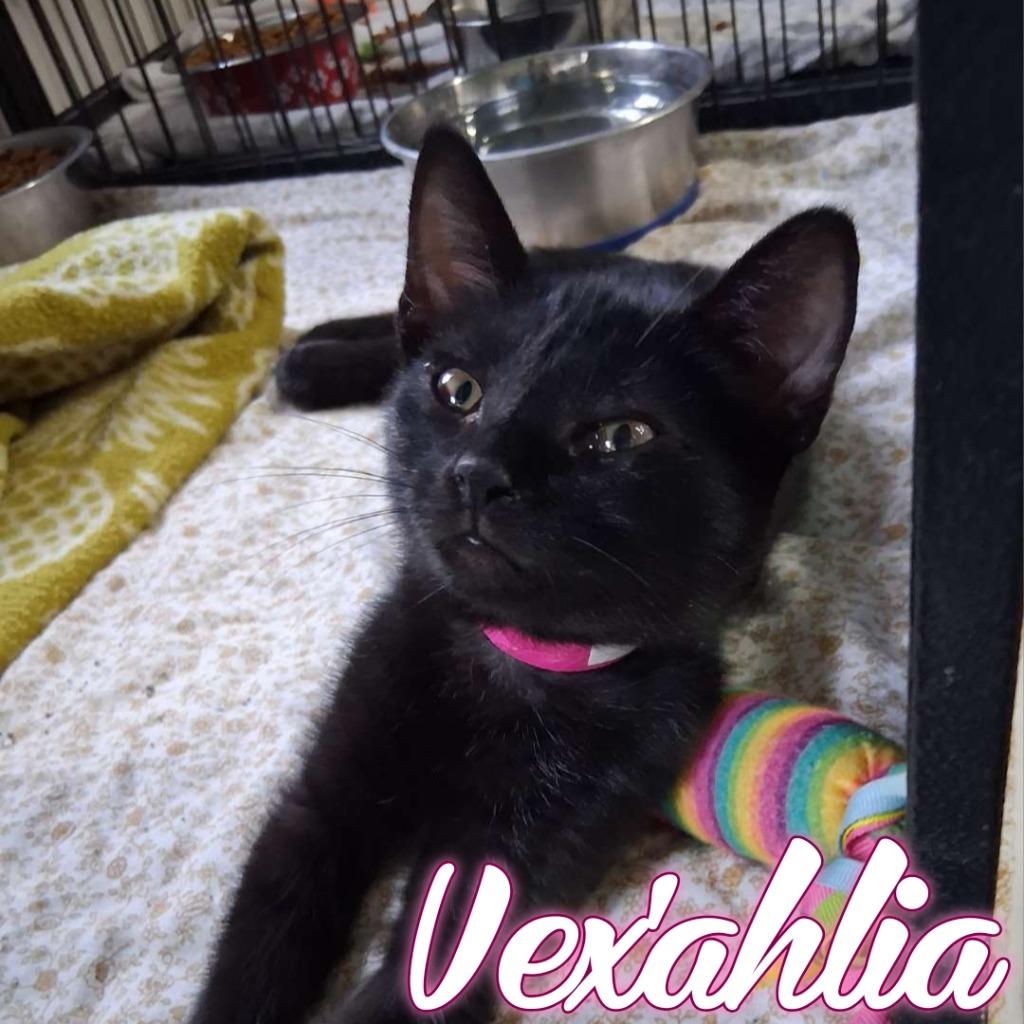 Enlarge Vex'ahlia, a Adoptable Domestic Short Hair in Hillsboro, OH image 3/4