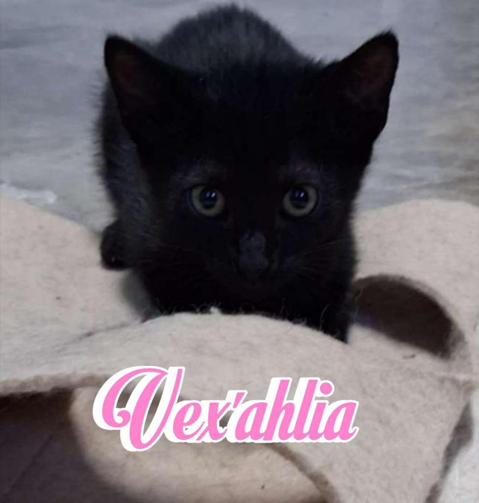 Vex'ahlia, a Adoptable Domestic Short Hair in Hillsboro, OH image 2/2