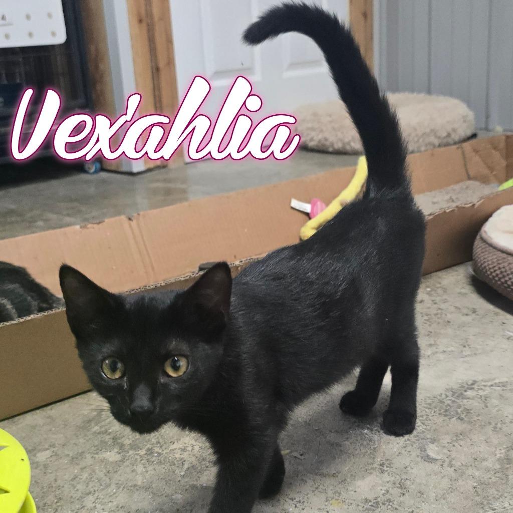 Vex'ahlia, a Adoptable Domestic Short Hair in Hillsboro, OH image 5/5