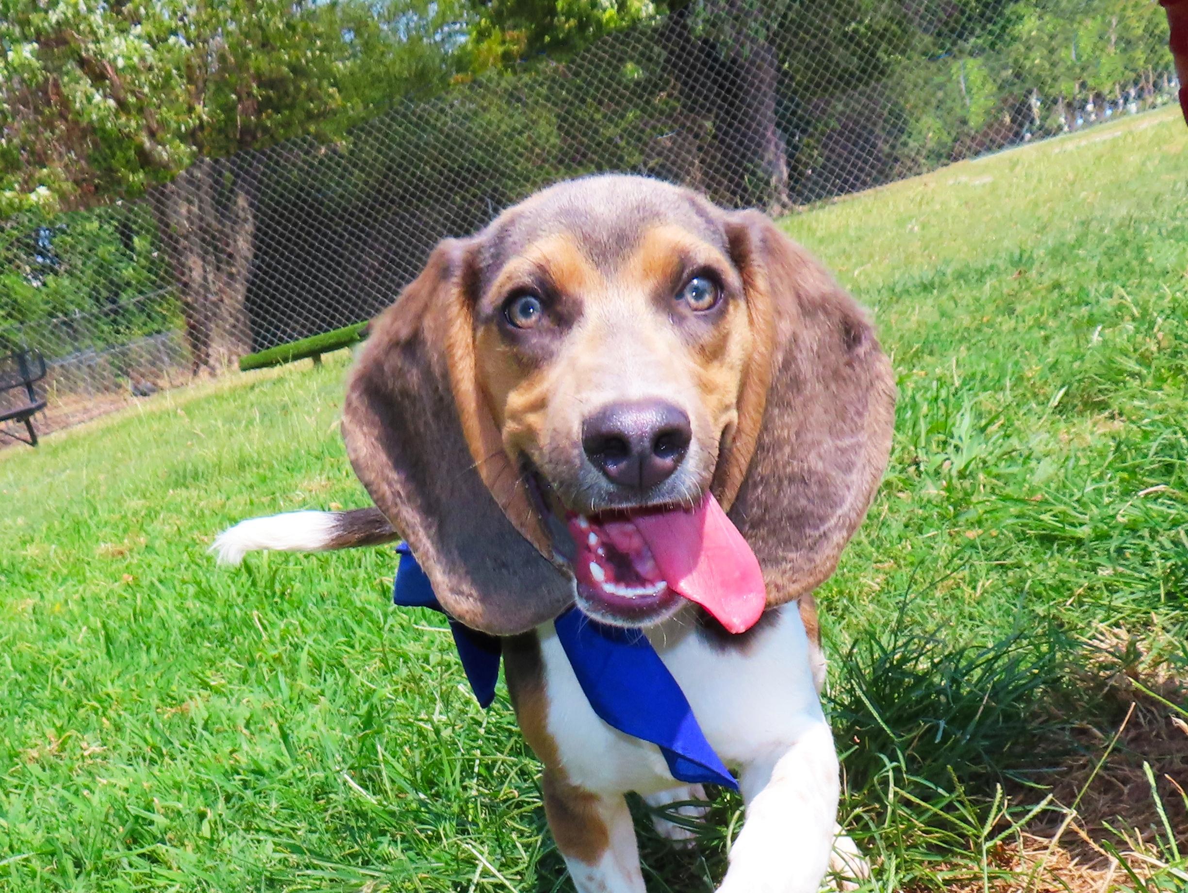 Enlarge Bixby 25C-228, a ADOPTABLE mixed breed in Rogers, AR image 1/5