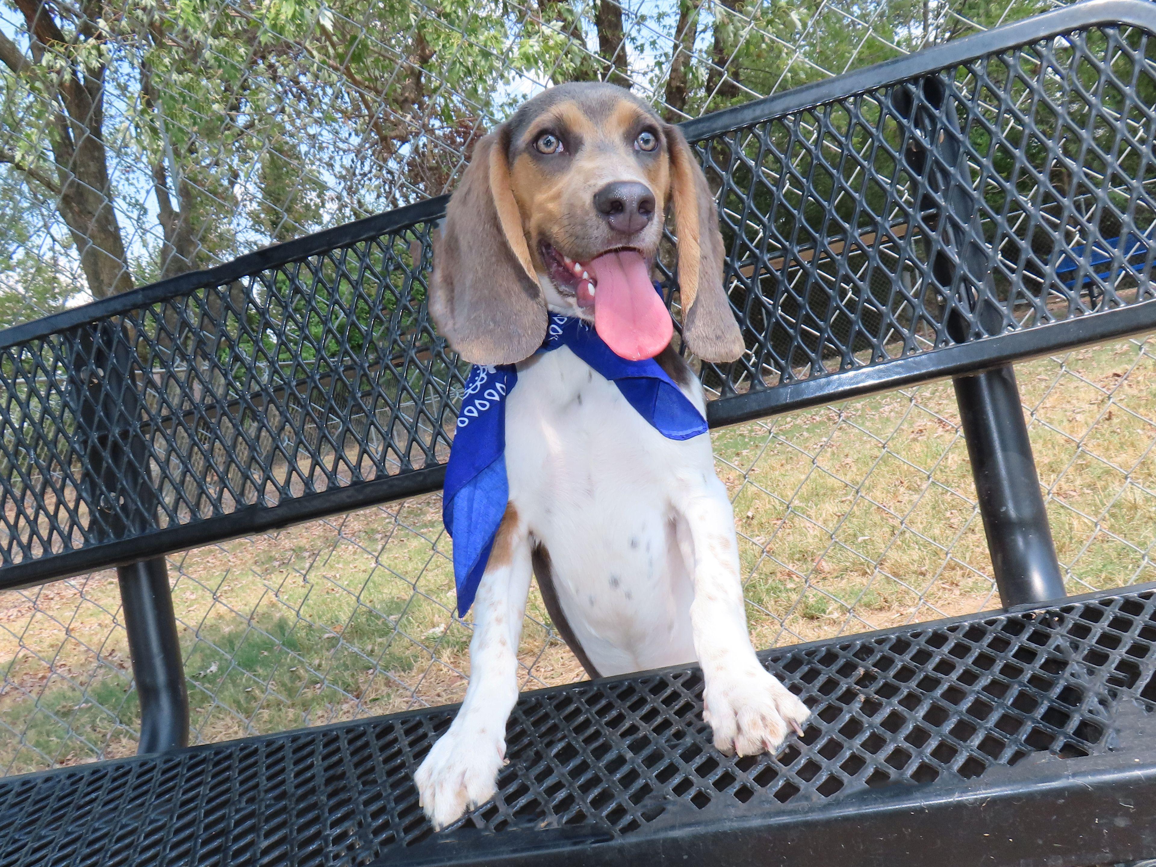 Enlarge Bixby 25C-228, a ADOPTABLE mixed breed in Rogers, AR image 3/5