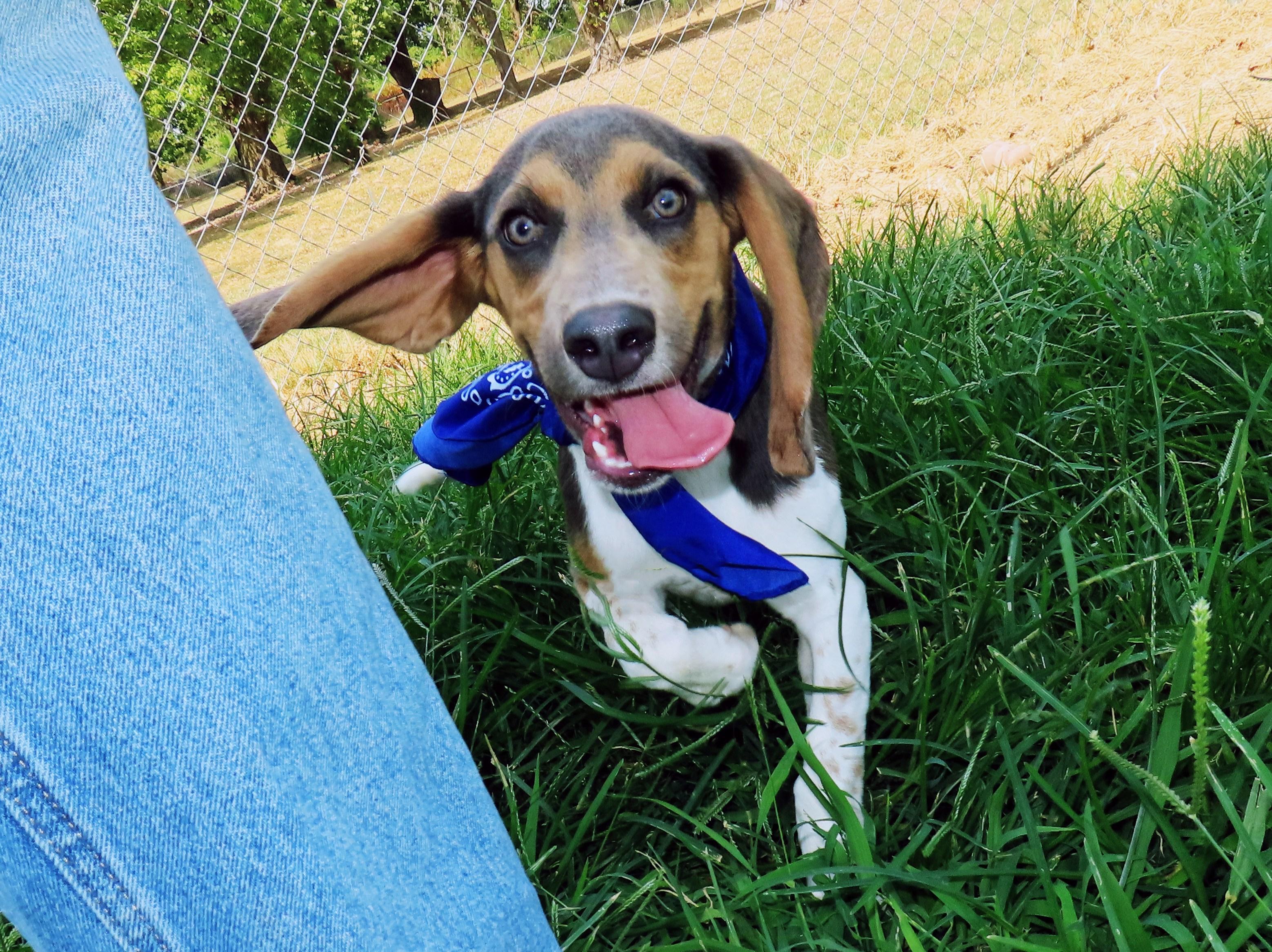 Enlarge Bixby 25C-228, a ADOPTABLE mixed breed in Rogers, AR image 2/5