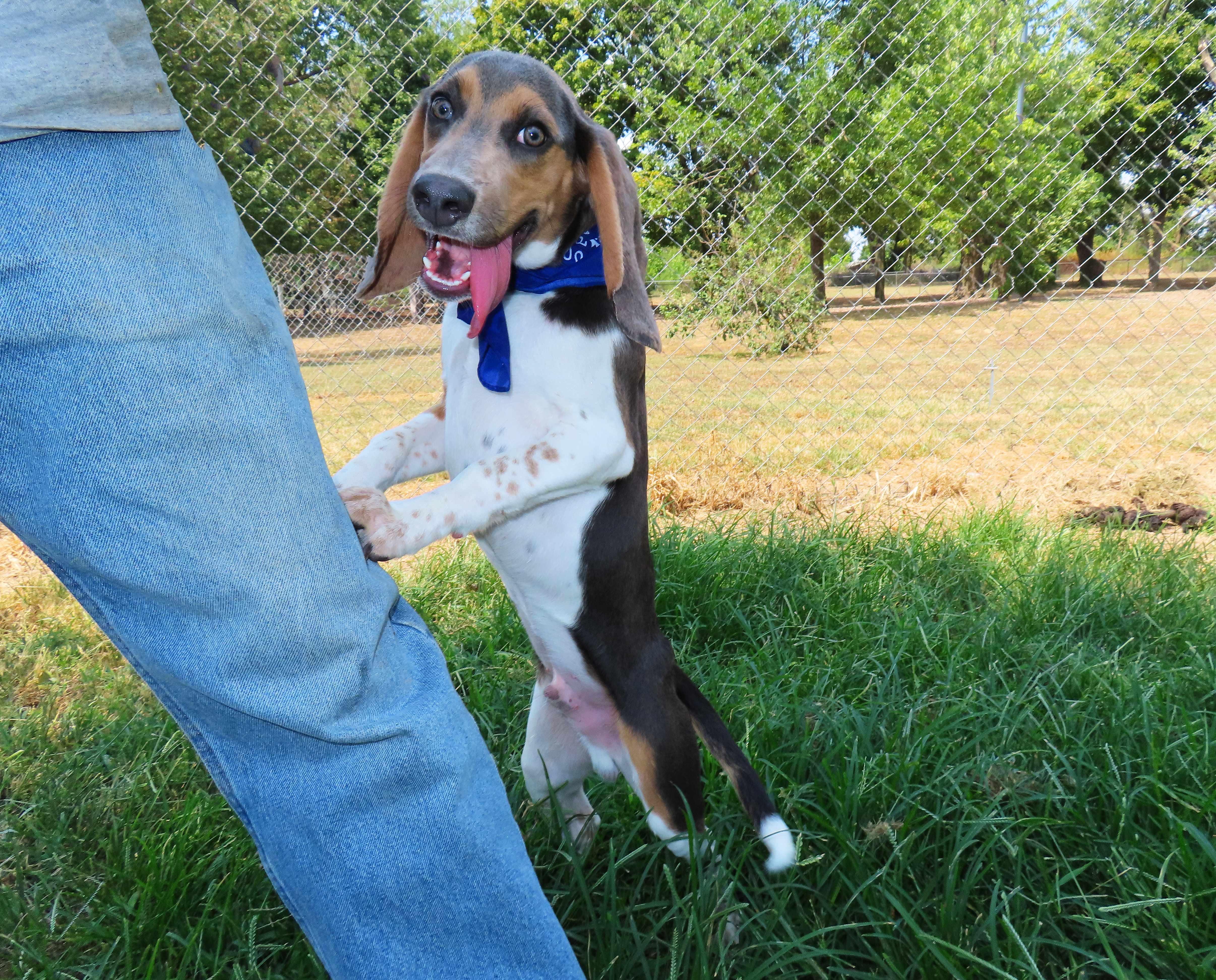 Enlarge Bixby 25C-228, a ADOPTABLE mixed breed in Rogers, AR image 5/5