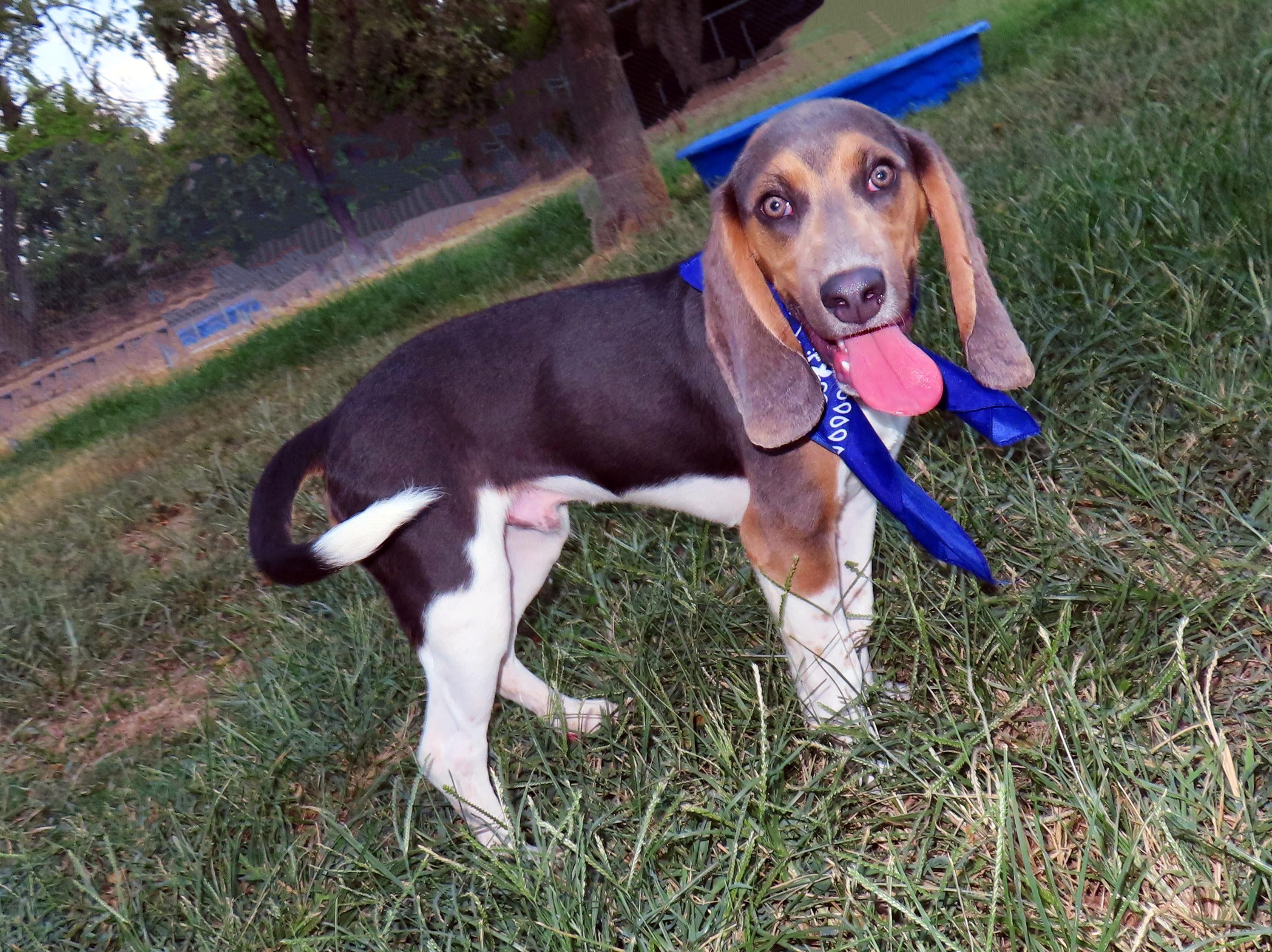 Enlarge Bixby 25C-228, a ADOPTABLE mixed breed in Rogers, AR image 4/5