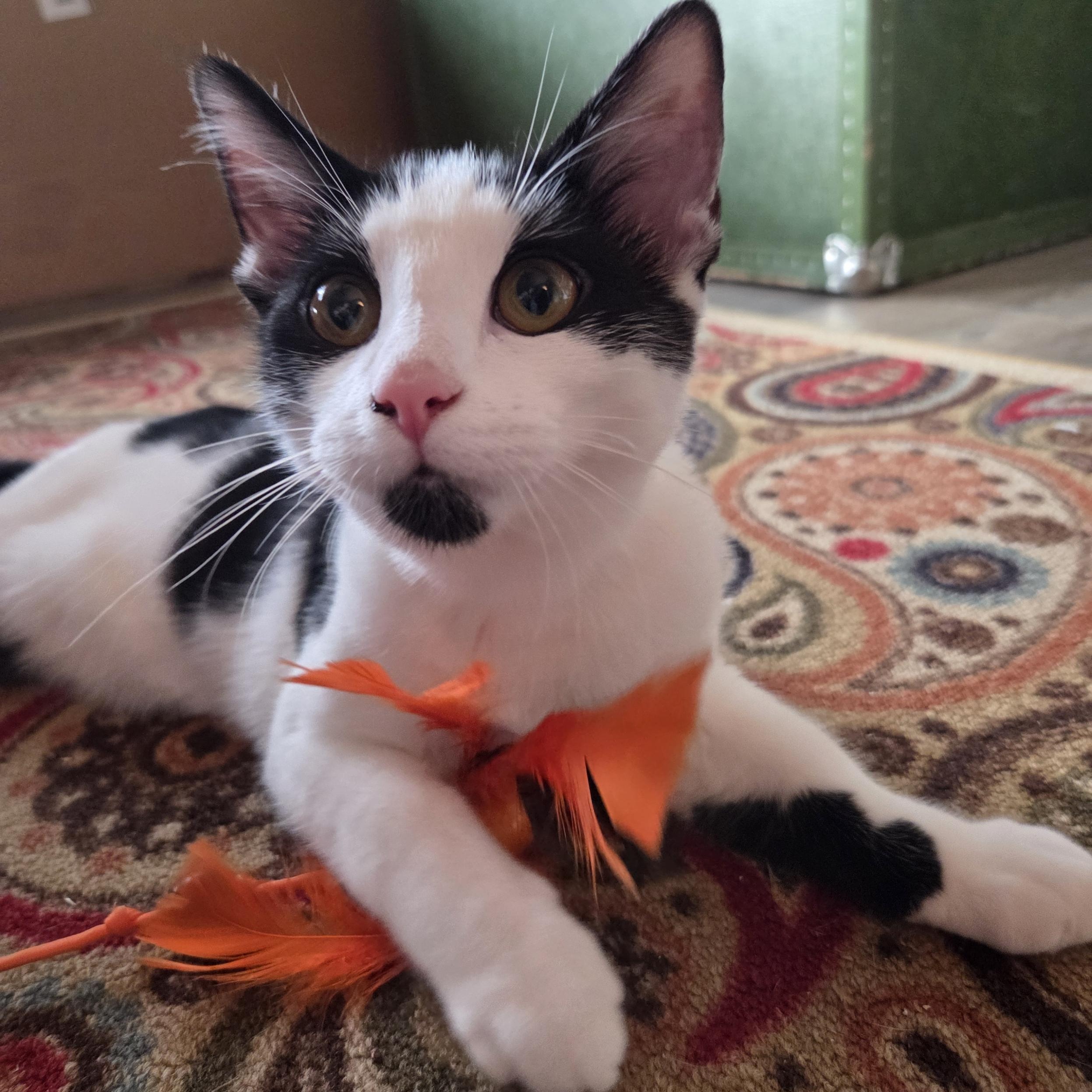 Tumbleweed (with Briar Rose), Adoptable, Young Male Domestic Short Hair.