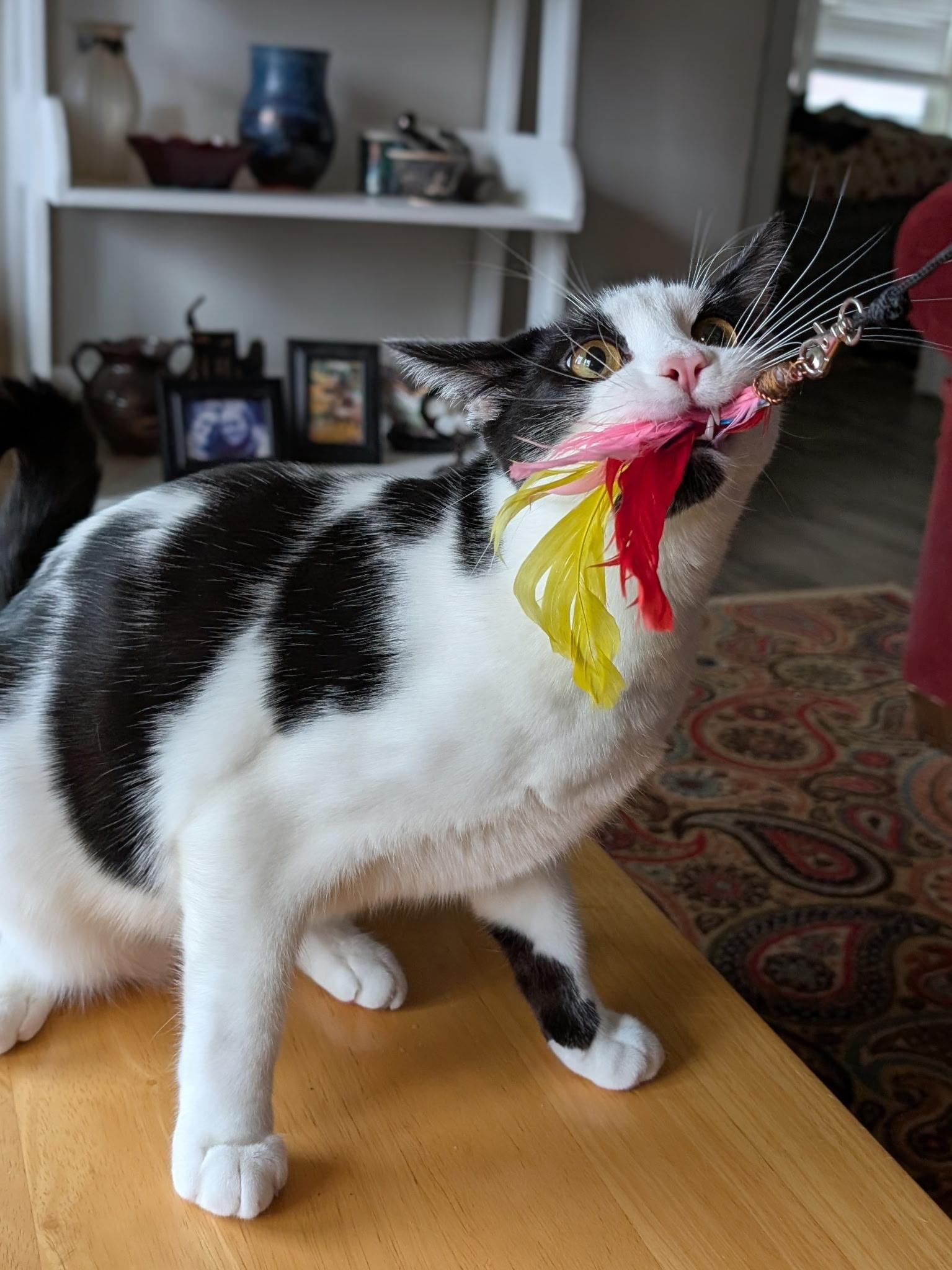 Enlarge Tumbleweed (with Briar Rose), a Adoptable mixed breed in Silverton, OR image 3/3