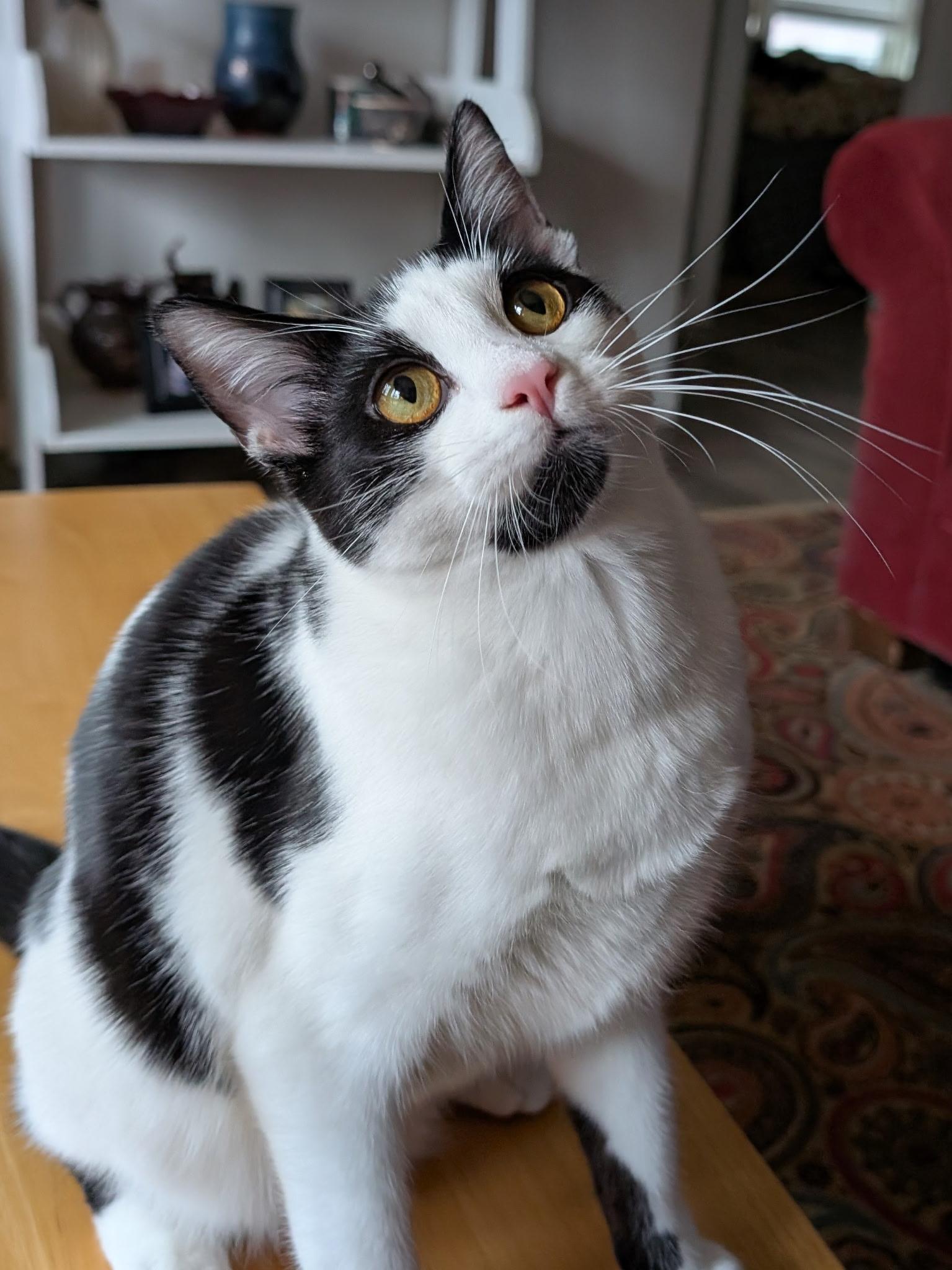 Enlarge Tumbleweed (with Briar Rose), a Adoptable mixed breed in Silverton, OR image 2/3
