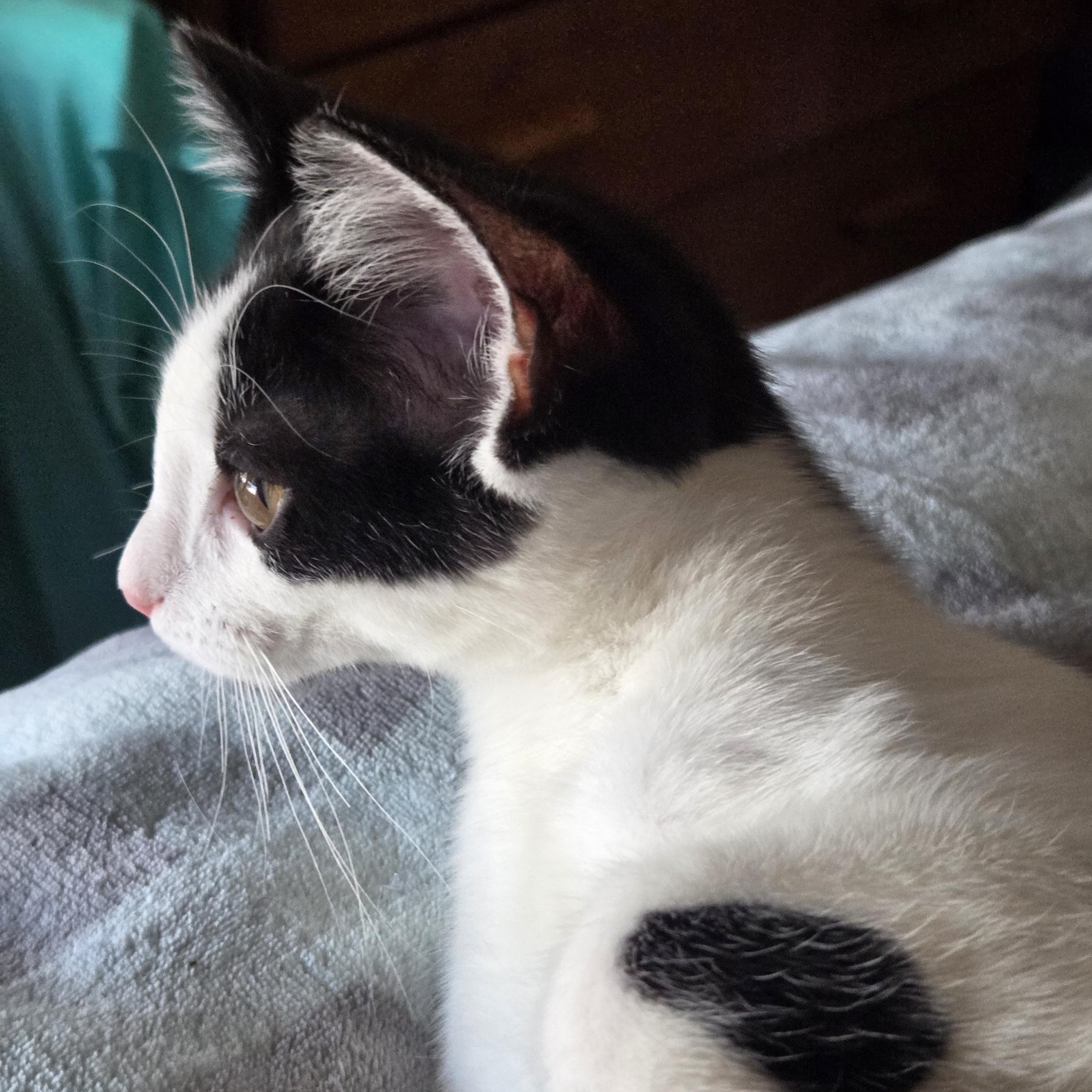 Tumbleweed (with Briar Rose)