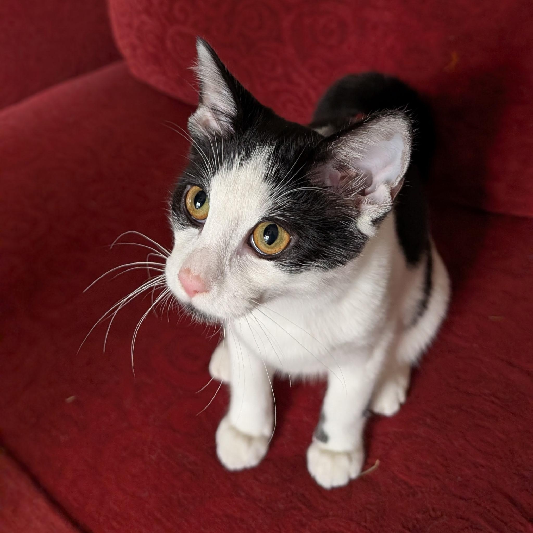 Enlarge Tumbleweed (with Briar Rose), a Adoptable mixed breed in Silverton, OR image 3/4