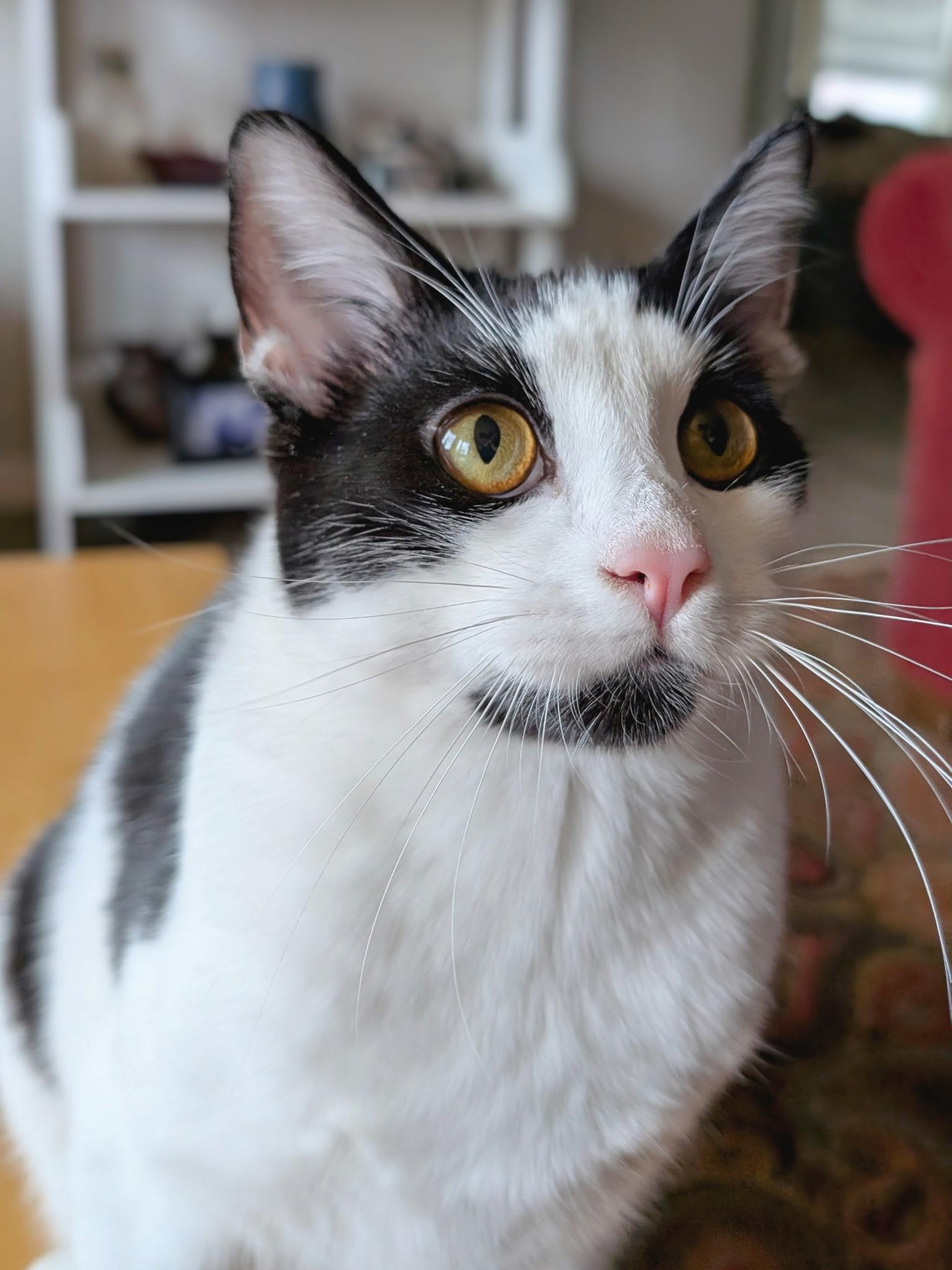 Tumbleweed (with Briar Rose), Adoptable, Young Male Domestic Short Hair.