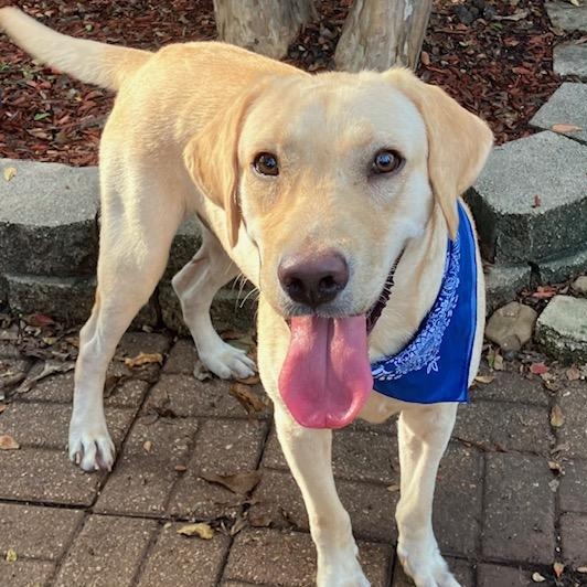 Guppy — Affectionate, Friendly, Lap Dog, Loves Water, Great w/Dogs, Adoptable, Young Male Labrador Retriever & Yellow Labrador Retriever.