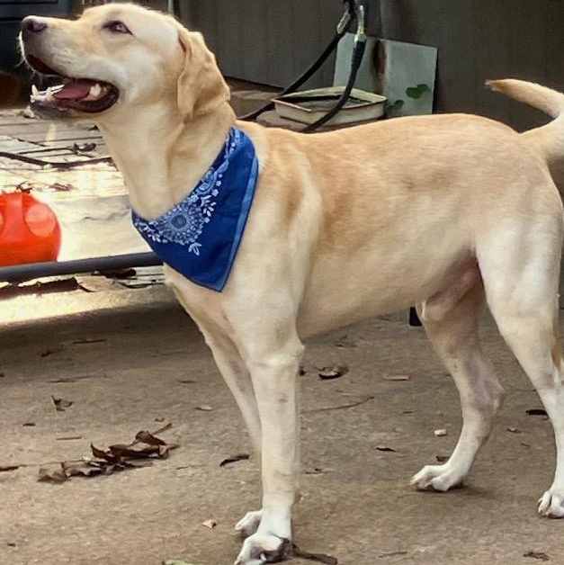 Enlarge Guppy — Affectionate, Friendly, Lap Dog, Loves Water, Great w/Dogs, a Adoptable mixed breed in Albany, NY image 6/6