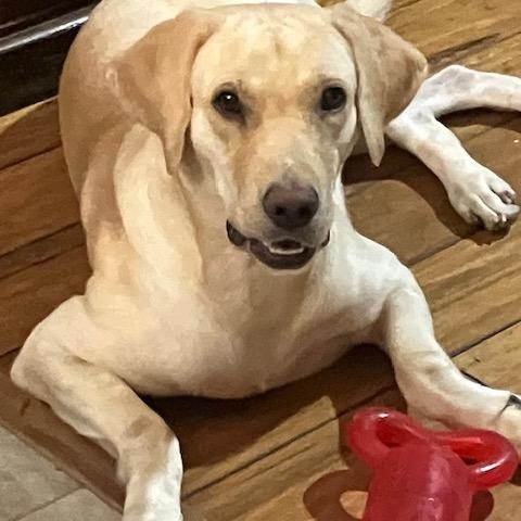 Enlarge Guppy — Affectionate, Friendly, Lap Dog, Loves Water, Great w/Dogs, a Adoptable mixed breed in Albany, NY image 2/6