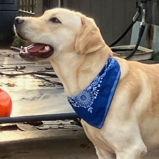 Enlarge Guppy — Affectionate, Friendly, Lap Dog, Loves Water, Great w/Dogs, a Adoptable mixed breed in Albany, NY image 4/6