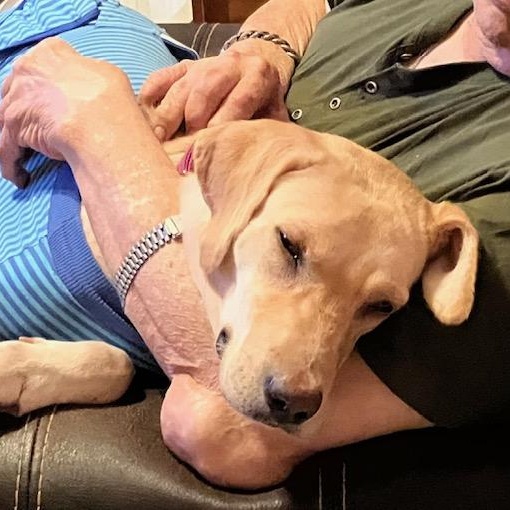 Enlarge Guppy — Affectionate, Friendly, Lap Dog, Loves Water, Great w/Dogs, a Adoptable mixed breed in Albany, NY image 5/6
