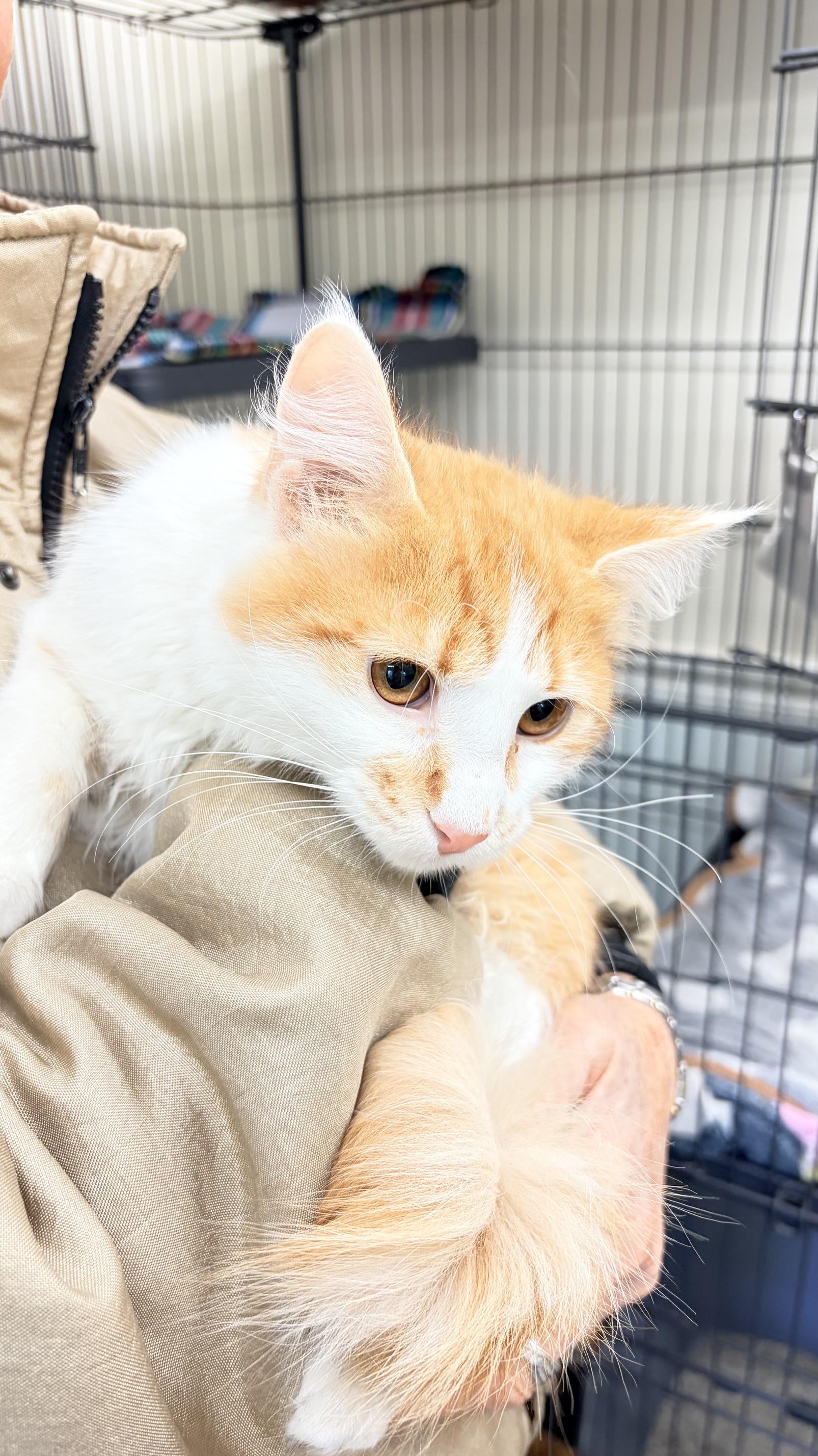 Enlarge Rico, a Adoptable Domestic Short Hair in Fincastle, VA image 1/1