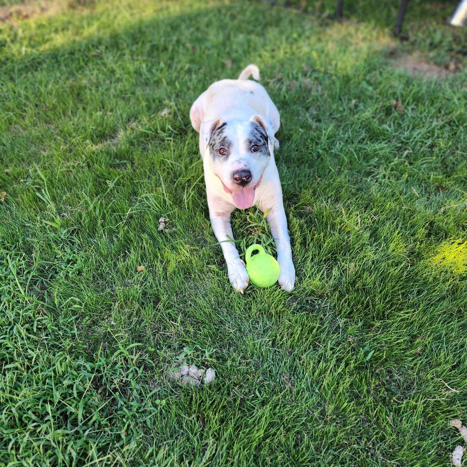 Brute, a Adoptable mixed breed in Woolwich, ME image 2/4