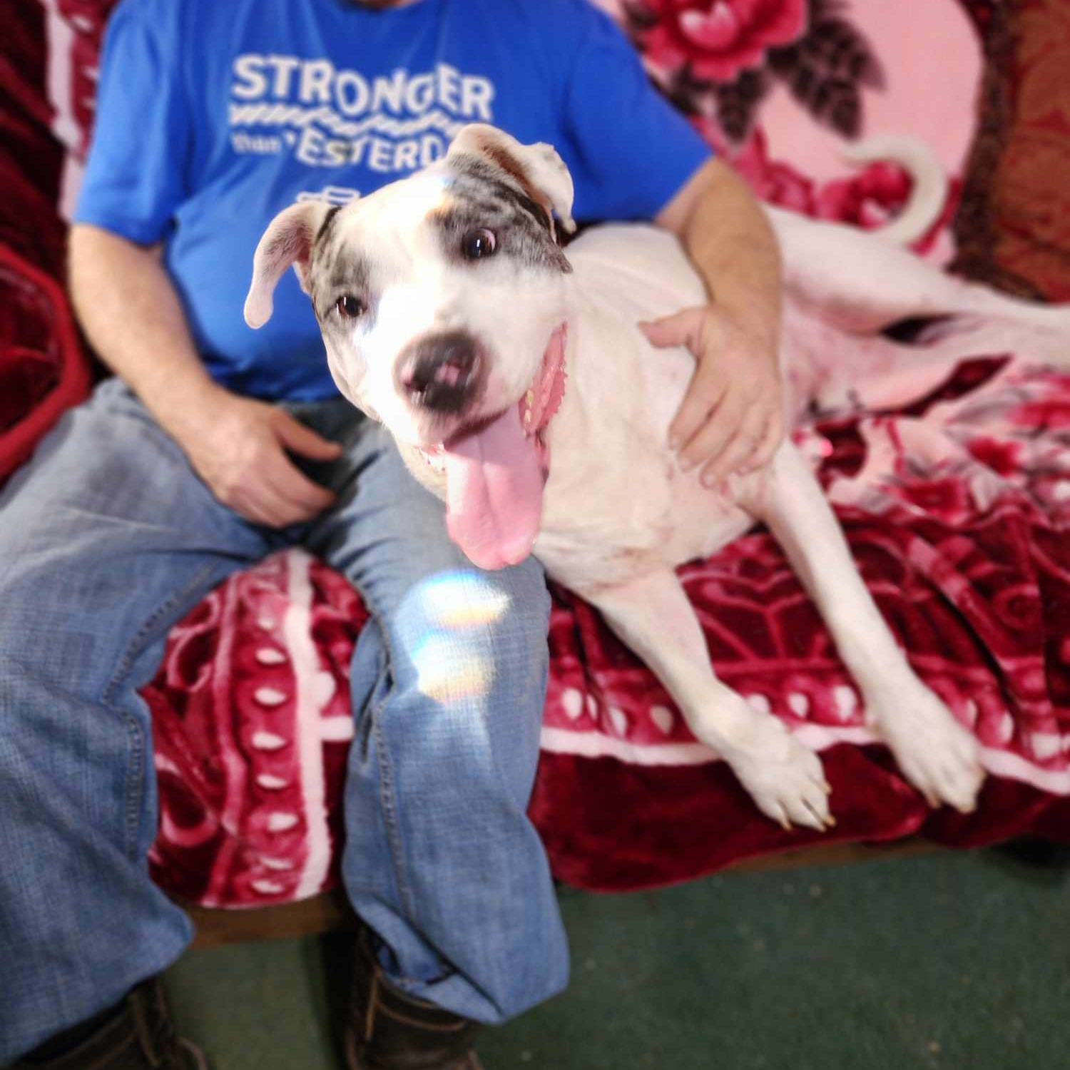 Brute, a Adoptable mixed breed in Woolwich, ME image 4/4