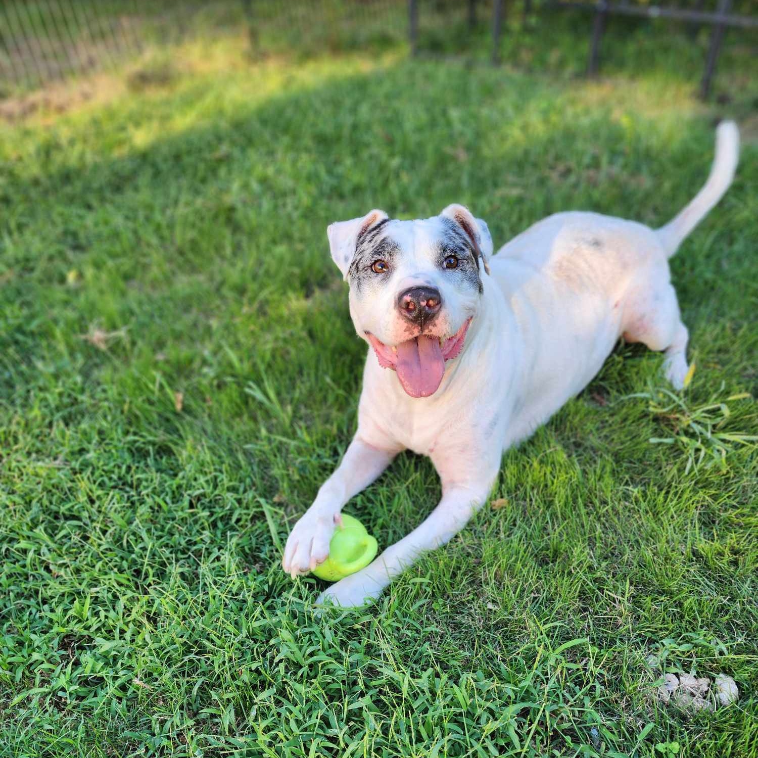 Brute, a Adoptable mixed breed in Woolwich, ME image 1/4