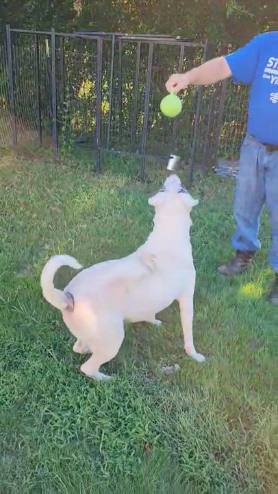 Enlarge Brute, a Adoptable mixed breed in Woolwich, ME video 3/4