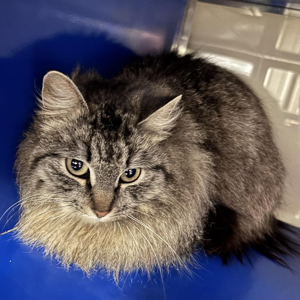 Enlarge Fritz, a Adoptable Domestic Long Hair in West Point, MS image 1/1